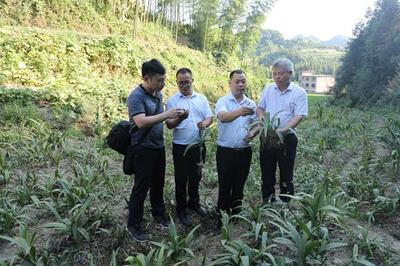 邓崇岭院长一行赴资源县中药材种植基地考察指导，为产业发展注入技术新动能