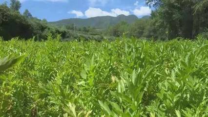 康乐县 盘活优势 用活资源 激活产业 以技术服务赋能中药材种植