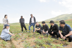 东川 立足高海拔优势，以技术赋能打造高品质中药材种植基地