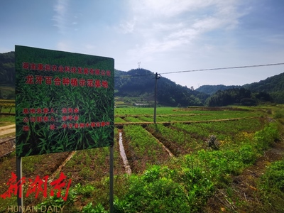 希望的田野 | 小百合，大产业——湖南康润农业助力中方县中药材生产产业化