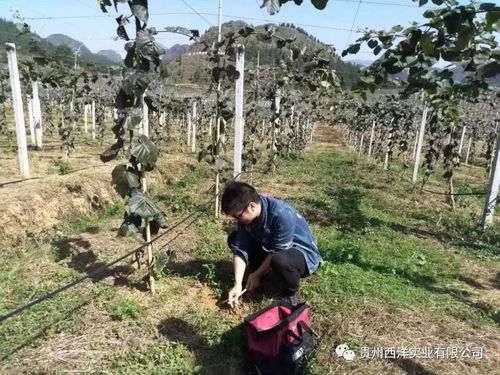 送农化技术到兴义 植保服务进基地