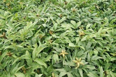 中药材行业为何迎来种植热潮？种植技术服务与注意事项全解析
